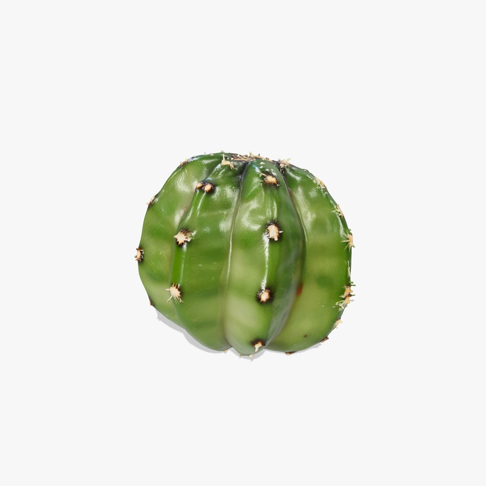 Opuntia Cactus Miniature Sculpture model pack